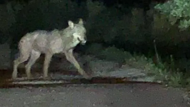 Un lupo ha azzannato una canina (archivio)