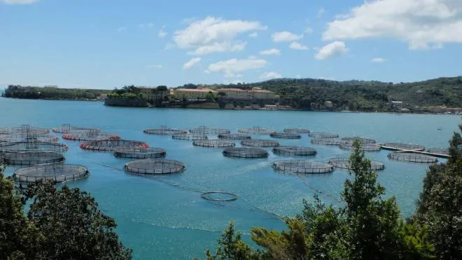 Gli impianti di itticoltura in fregio a punta Pezzino presenti nell’insenatura delle Grazie dal 1987