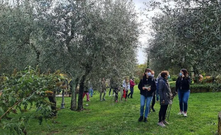 Le passeggiate nella natura, come la camminata tra gli olivi,. sono sempre apprezzate