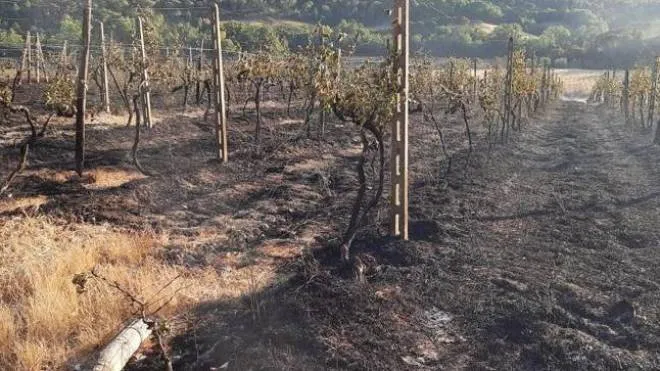 Alcuni terreni della nota azienda di Greve che sono stati bruciati all’incendio.