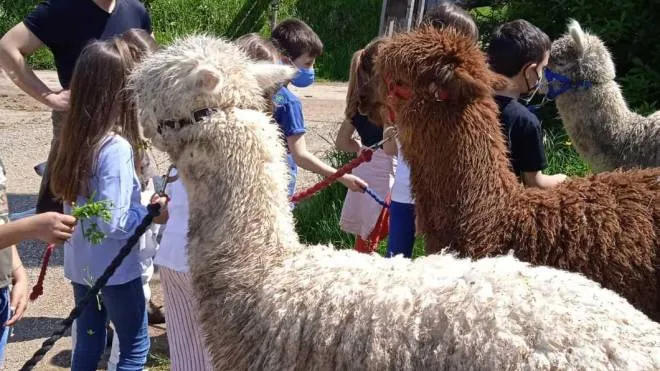 Gli alpaca circondati dai bambini e vogliono conoscere un animale che si trova in Perù o Cile