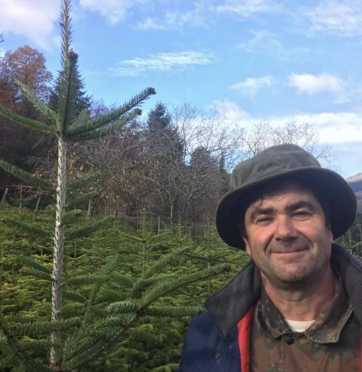 Marco Agnoloni è un produttore di. alberi di Natale