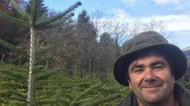 Marco Agnoloni è un produttore di. alberi di Natale