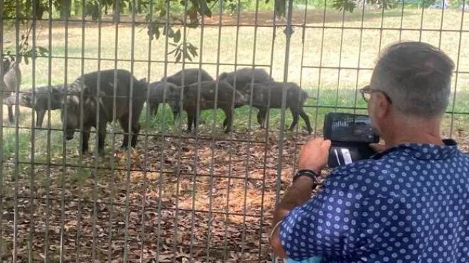 Un residente filma alcuni cinghiali che “assediano“ il parco della Maggiolina