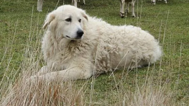 Il pastore maremmano può fare paura, ma non è un cane aggressivo