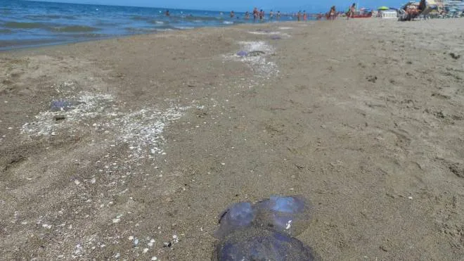 Meduse spiaggiate tra Calambrone e Tirrenia: se ne contano a centinaia, la buona notizia è che non sono delle più urticanti