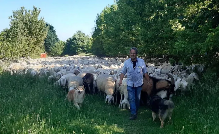 Un allevatore con il suo gregge di pecore (foto di archivio)