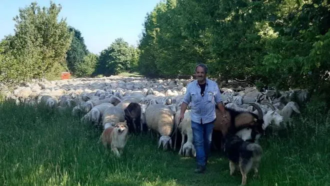 Un allevatore con il suo gregge di pecore (foto di archivio)