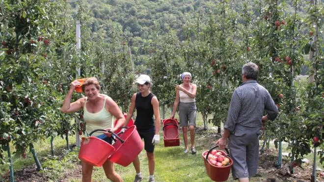 Nei frutteti della Valdichiana è iniziata la raccolta delle mele