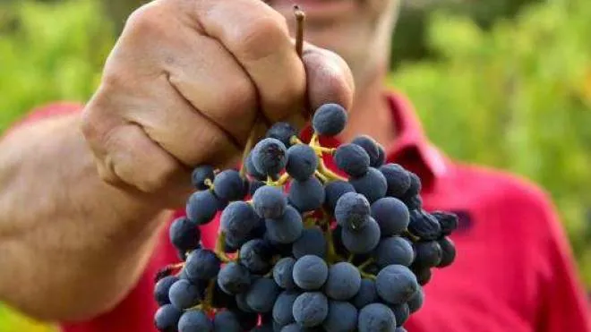 Un’ottima qualità dell’uva, ma una percentuale di raccolto che potrebbe calare anche del 20 per cento. Queste le stime per la vendemmia 2022 sul territorio