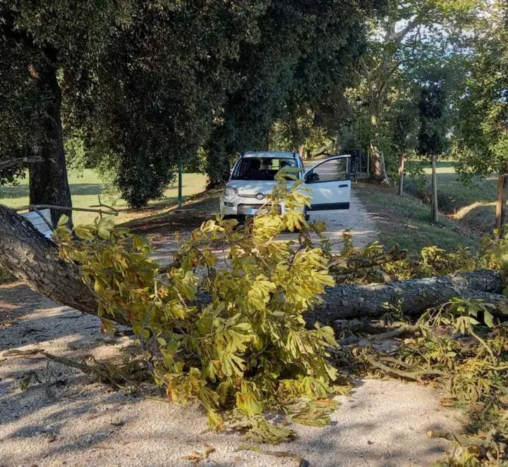 Uno degli alberi caduti nel parco delle Cascine di Tavola. Oggi ci sarà un ultimo sopralluogo e se non ci saranno intoppi domani riaprirà al pubblico