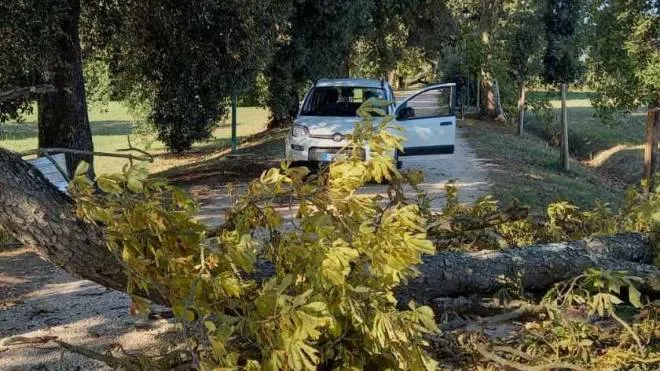 Uno degli alberi caduti nel parco delle Cascine di Tavola. Oggi ci sarà un ultimo sopralluogo e se non ci saranno intoppi domani riaprirà al pubblico