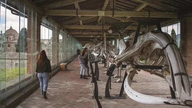 La Galleria dei Cetacei del Museo di Storia Naturale