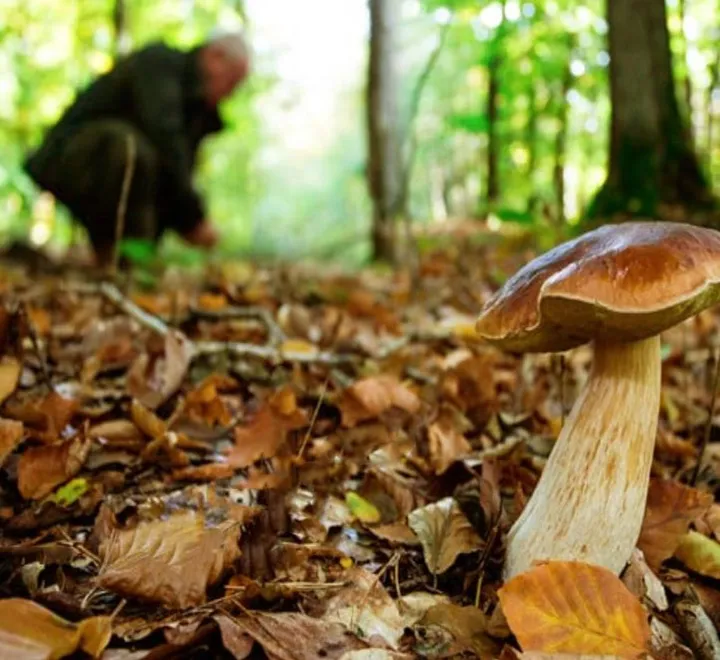 Quest’anno i boschi sono stati presi d’assalto per la raccolta dei funghi