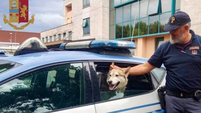 Il cane Fox nella volante della polizia. È un esempio della sensibilità delle forze dell’ordine verso gli animali