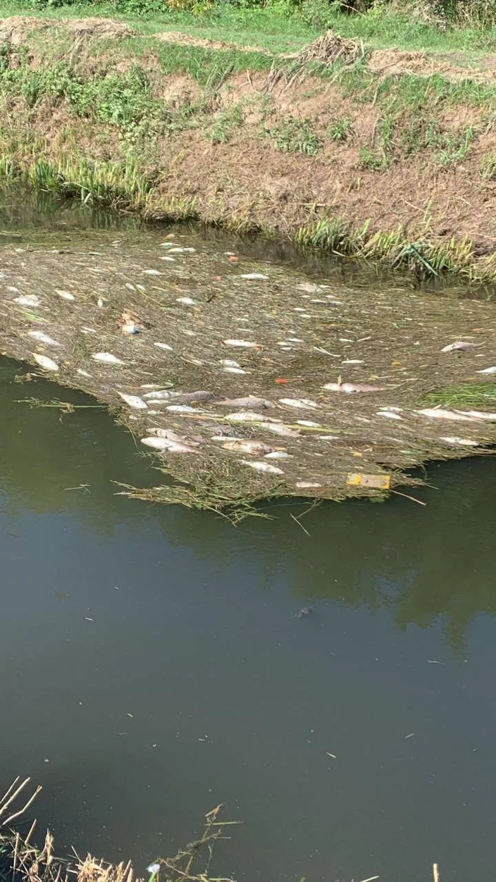 I numerosi pesci morti nel fosso Quadrellara. Nella foto sotto, l’assessora all’ambiente Gliori