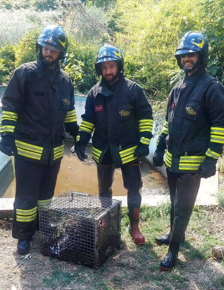 I vigili del fuoco del distaccamento di Montemurlo con l’istrice recuperato ieri a Schignano nel Comune di Vaiano. L’animale, caduto nella piscina di un’abitazione provata,. è stato poi liberato
