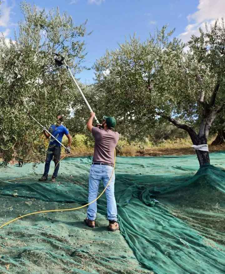 La raccolta delle olive, una pratica che l’uomo porta avanti da migliaia di anni