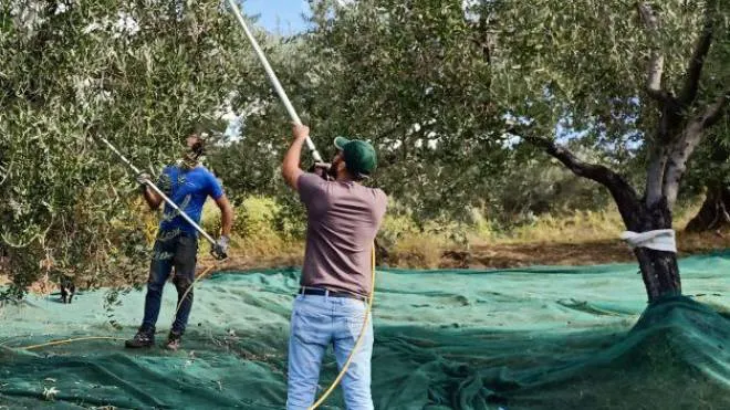 La raccolta delle olive, una pratica che l’uomo porta avanti da migliaia di anni