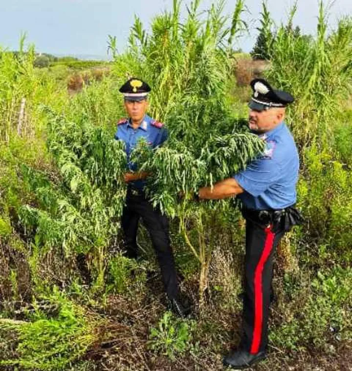 I carabinieri hanno sequestrato le 98 piante di marijuana e tutti gli attrezzi per coltivarle che sono stati ritrovati nei pressi della piantagione