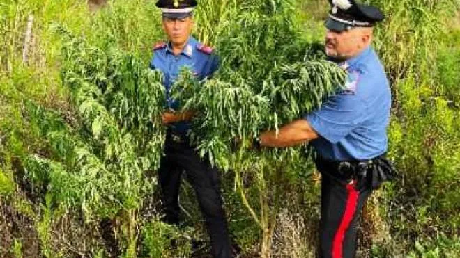 I carabinieri hanno sequestrato le 98 piante di marijuana e tutti gli attrezzi per coltivarle che sono stati ritrovati nei pressi della piantagione