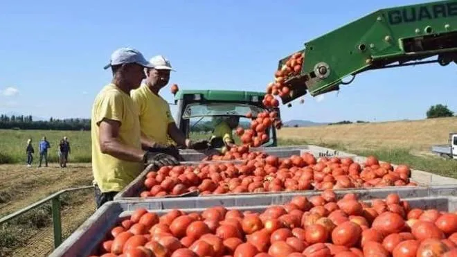 La raccolta dei pomodori è stata interrotta: Rampi ne ha lasciato 20 quintali nei campi. a disposizione delle famiglie in crisi