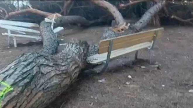 Uno dei pini caduti nell’area di piazza Nazioni Unite: i residenti temono incidenti