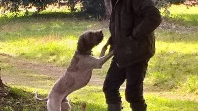 Un tartufaio in cerca con il suo cane