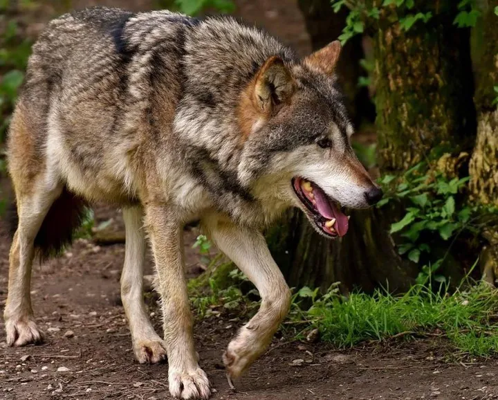 Messi i primi collari ai lupi del Parco per seguire gli spostamenti dei predatori