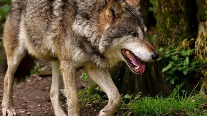 Messi i primi collari ai lupi del Parco per seguire gli spostamenti dei predatori