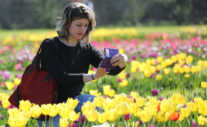 Si lavora alla prossima spettacolare fioritura dei tulipani nella primavera 2023