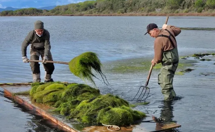 La proliferazione delle alghe in laguna resta uno dei problemi maggiori da risolvere