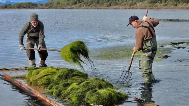 La proliferazione delle alghe in laguna resta uno dei problemi maggiori da risolvere