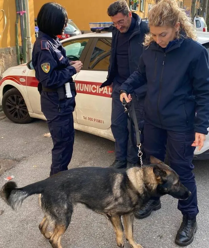La polizia municipale (Nosu) nel quartiere San Marco con il cane antidroga