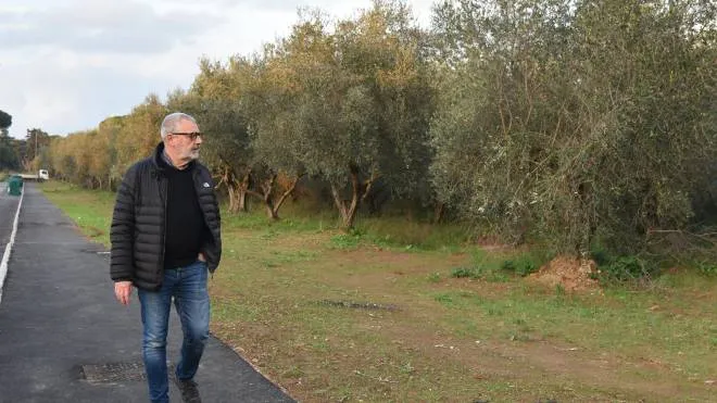 Gli olivi di San Luigi. «Primavera Civica» è contro il loro taglio