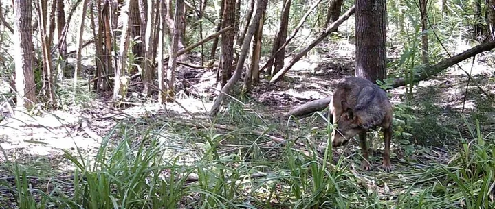 Esemplare di lupo immortalato nei boschi dell’appennino faentino (immagine di archivio)