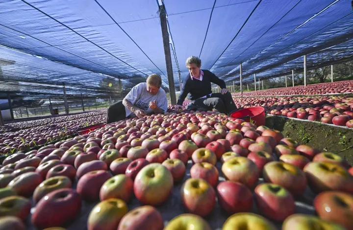 Per. le piante da frutto come le mele, bisognerà selezionare quelle a cui serve meno freddo
