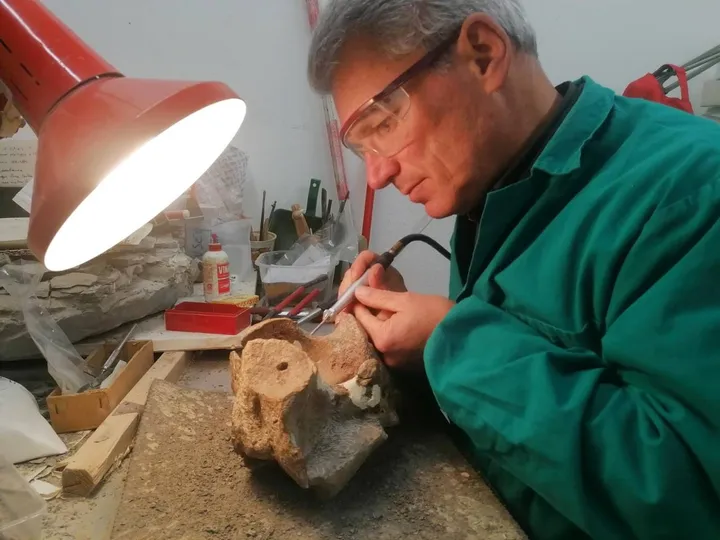 Marco Sami mentre analizza il fossile di Palazzuolo sul Senio