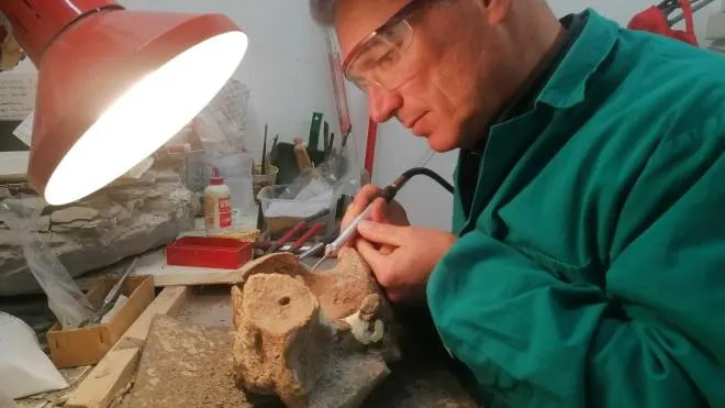Marco Sami mentre analizza il fossile di Palazzuolo sul Senio