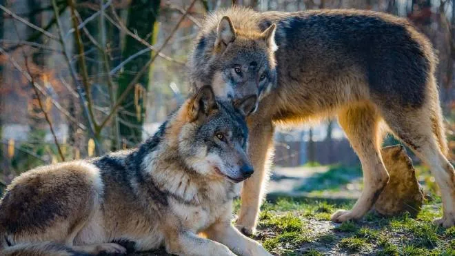 "Se un lupo vi fronteggia e vi minaccia, non siete sotto attacco: ha paura e vi intima di allontanarvi"
