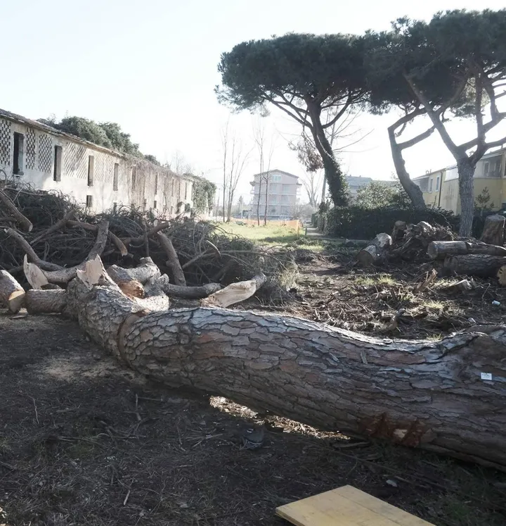 Prosegue l’abbattimento dei pini pericolanti a Marinella