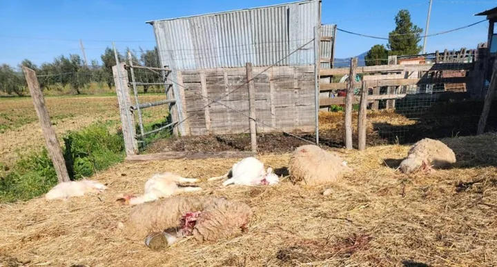 Ennesima strage di pecore e agnelli nel grossetano per opera di predatori ormai fuori controllo