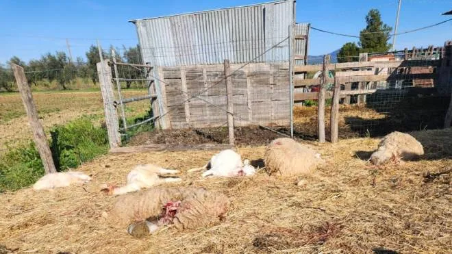 Ennesima strage di pecore e agnelli nel grossetano per opera di predatori ormai fuori controllo
