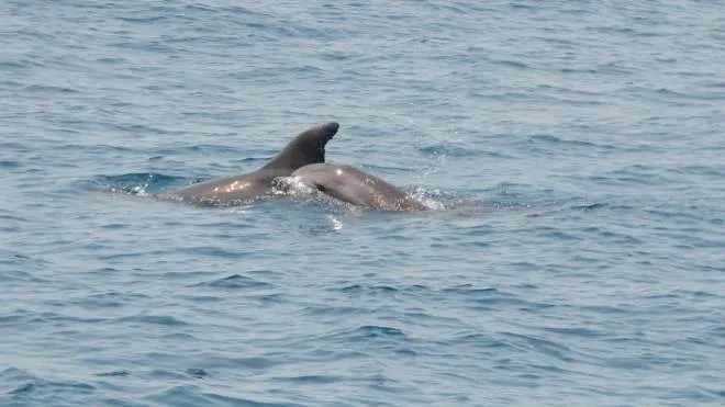 EMOZIONI Il piccolo delfino con la mamma a largo di Viareggio. Nel riquadro il biologo marino Silvio Nuti