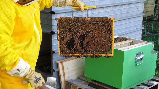 Biomonitoraggio con le api