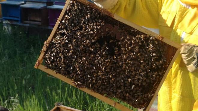 Biomonitoraggiocon le api (2)