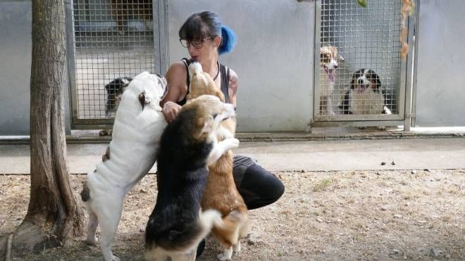 I cani sequestrati accolti al canile (foto Attalmi)