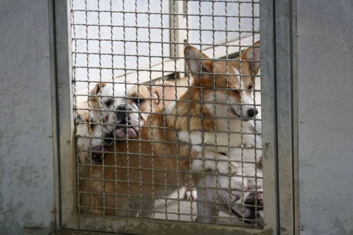 I cani sequestrati accolti al canile (foto Attalmi)