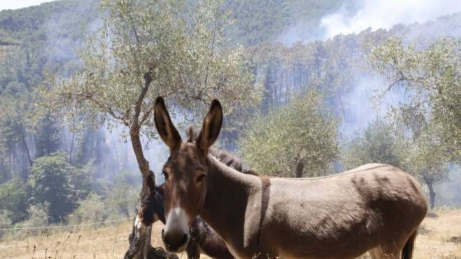 L'incendio a Calci (foto Enrico Mattia Del Punta /Valtriani)