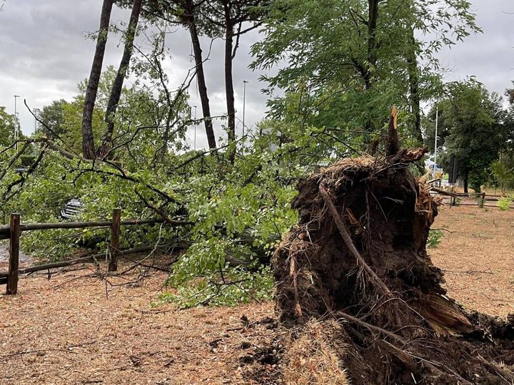 Bufera di pioggia e vento in Versilia.  A Lido di Camaiore alberi caduti, auto danneggiate (Foto Boldrini)